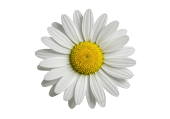 A pristine daisy flower with crisp white petals and a vibrant yellow center, showcasing intricate botanical details and delicate textures, isolated against a transparent background with copy space,