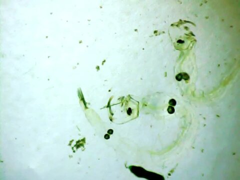 Phantom midege larvas on a microscope glass