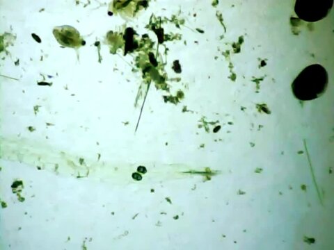 Phantom midge larva on a microscope glass