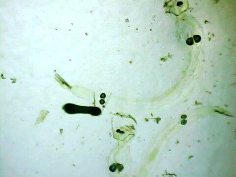 Phantom midge larva on a microscope glass