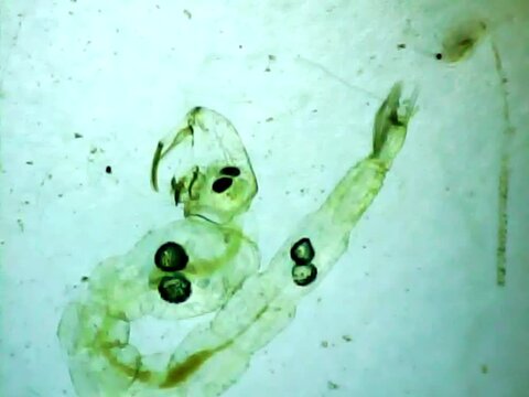 Phantom midge larva on a microscope glass