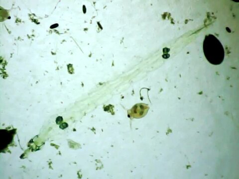Phantom midge larva on a microscope glass