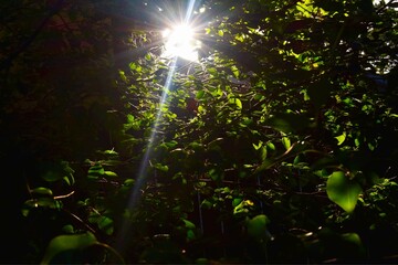 sun shining through the garden