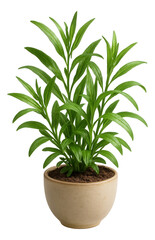 Fototapeta premium Lush green plant with elongated leaves in a beige ceramic pot filled with soil.