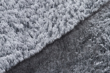 contrast between snow-covered forest and darker winter trees creates a striking diagonal composition in a cold mountain landscape. A natural pattern shaped by snow and light. Winter wilderness.