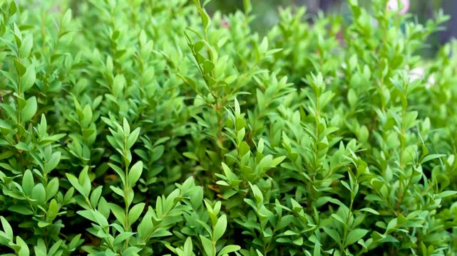 Close-up of bright green boxwood leaves showing intricate natural patterns. The foliage has a beautiful, dense texture, making it ideal for garden projects and landscaping.