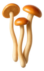 Fototapeta premium Three enoki mushrooms with smooth orange caps and elongated creamy stems.