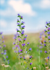 Naklejka premium Wild flowers on meadow cloudy blue sky. Summer day field grass, cloud sky. field, summer landscape
