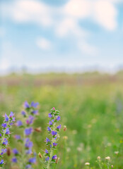 Wild flowers on meadow cloudy blue sky. Summer day field grass, cloud sky. field, summer landscape