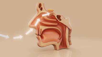 Conceptual 3D illustration of a nose anatomy