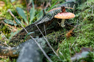 Vibrant Red Fly Agaric Mushroom on Mossy Forest Floor