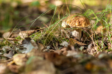 Edible Boletus Mushroom Hidden in Forest Grass
