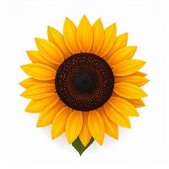Fototapeta premium Vector Sunflower Illustration on White Background – Realistic Style