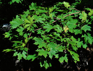 Dramatic green leaves on the summer tree background