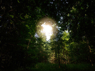 Centered light spot in summer forest landscape