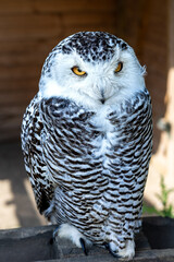 Beautiful White Owl with Striking Big Eyes