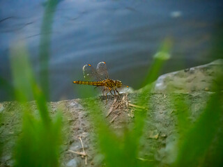 dragonfly on the ground
