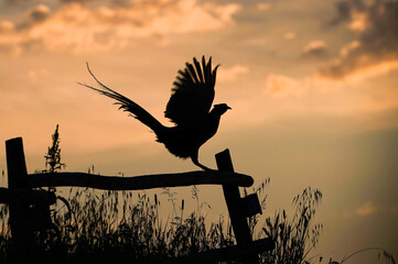 Silhouette of a pheasant with wings raised standing on a rustic wooden fence during sunset. Peaceful rural scene with warm golden light in the background.