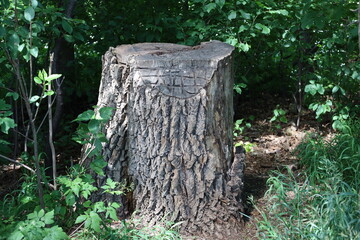 sawn tree stump in summer sunlight amid dense green boreal forest (close-up)
