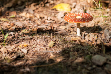 Red Fly Agaric Mushroom in Sunlit Forest Undergrowth