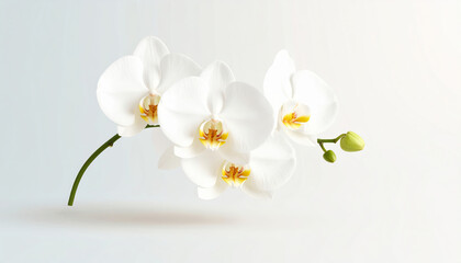 White Orchid Flower Minimal Style on Beige Background