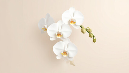 White Orchid Flower Minimal Style on Beige Background