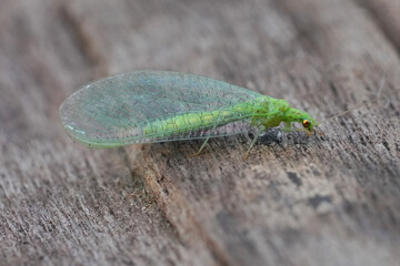 Close-up of a bright Green Pseudomallada prasinus Lacewing Insect on Wood