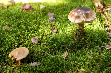 Two Wild Mushrooms on Vibrant Green Forest Moss