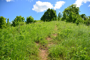 A sunny hike up a grassy hill beautiful wallpaper