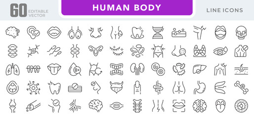 Human Body linear icon set. Organs, body parts, skeleton parts, pictograms, joint, knee, x-ray, arthritis, autoimmune, gout, inflammation line icon set. Ui thin line icon pack.