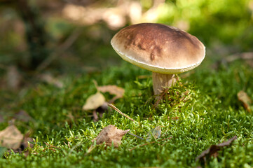 Edible Porcini Mushroom in Sunlit Forest Moss - A Delicious Autumn Harvest