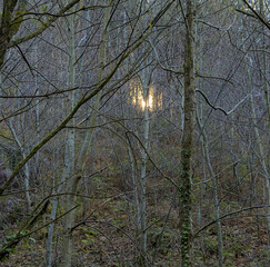 Sunlight filtering through the branches