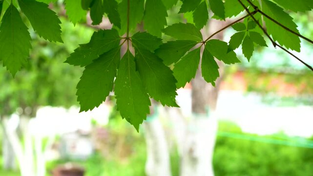 Green hedge of leaves of wild grapes. Dense hedgerow. Natural texture. Plant background. Beautiful nature wallpaper. Garden decoration.