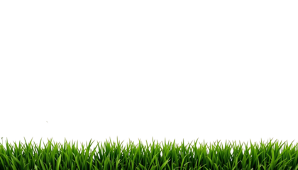Fresh Green Grass Border on Transparent White Background