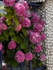 Bright Hydrangeas Blooming Beside House Wall