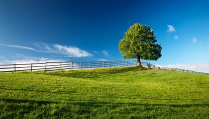 solitary tree on grassy hill blue sky fence peaceful landscape nature photography