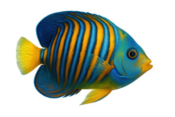 Fototapeta premium Vibrant royal angelfish gliding underwater, displaying striking blue-yellow striped patterns in clear marine environment