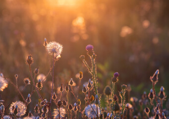 White dandelions at sunrays with backlight of wild herbs on summer meadow