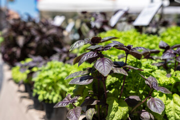 Mint, basil, and other potted herbs at a street market in Italy, intended for planting, cultivation, or use in cooking