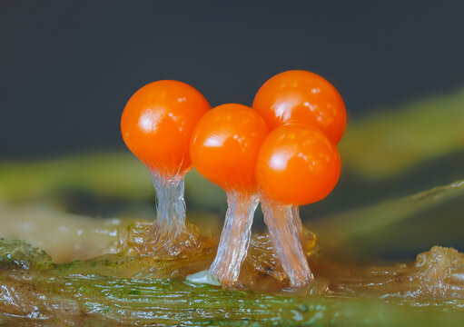 Orange slime mold - Trichia decipiens, it's a small protist organism