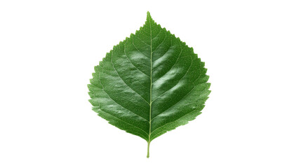 Fototapeta premium Isolated Green Leaves on transparent Background – Botanical 
