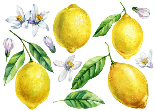 Lemons with green leaves and white blossoms watercolor clipart set fruit botanical illustration summer harvest invitations