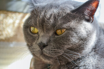 British Shorthair Blue Cat Indoors