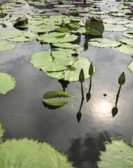 Serene Lotus Pond with Water Lilies and Reflections