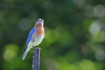 Male blue bird perched on a black pole. 