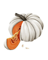 Watercolor illustration of a white pumpkin with a slice cut open to reveal bright orange flesh and seeds. Perfect for fall decorations, thanksgiving invitations, rustic kitchen prints