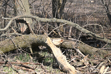 Broken Tree Log