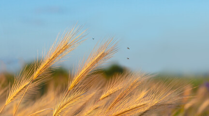 Dry spikelets of wild grass with flying small flies close up on  summer meadow.
