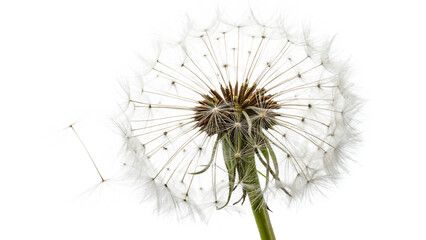 Pissenlit (dandelion) isolated on a white background PNG. AI GENERATED.