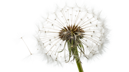 Pissenlit (dandelion) isolated on a white background PNG. AI GENERATED.